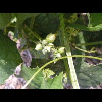 Courge-torchon, Luffa cylindrica (fam Cucurbitacees) (Afr., Asie tropicale) (3)